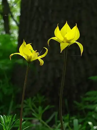 Description de l'image Тюльпан дібровний у байраці. Ландшафтний заказник "Старовишневецький".jpg.