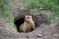 Une marmotte sortant de son terrier. Striltsivskyi Step Réserve Naturelle, Ukraine