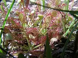 Des Drosera rotundifolia sont naturellement présentes dans ce milieu boisé humide.
