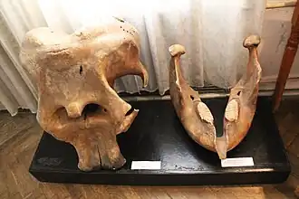 crâne de pachyderme,