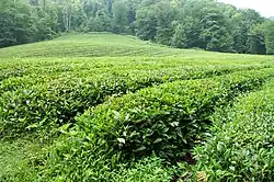 Des longues rangées de plants de théier et une forêt en arrière-plan.