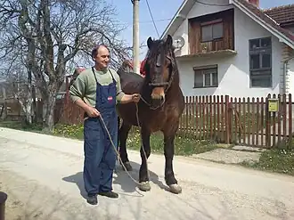 Cheval tenu par un homme