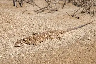 Description de l'image Ящерица в песках Айдаркуля крупным планом.jpg.