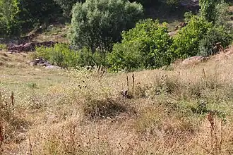 Katnaghbyur (Kotayk)