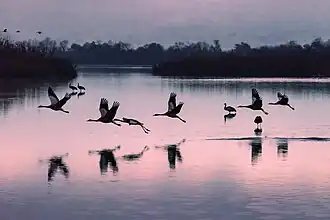 Oiseaux dans la vallée de la Houla.