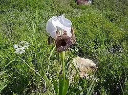 Iris bismarckiana