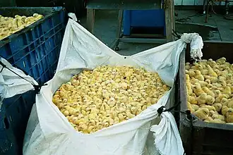 Poussins mâles prêts à être tués.