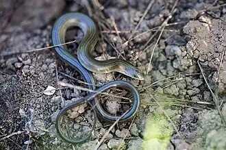 Description de l'image נחושית נחשונית.jpg.