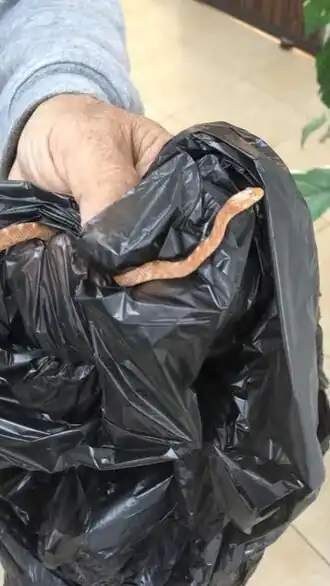 Description de l'image עין חתול אדמדם.jpg.