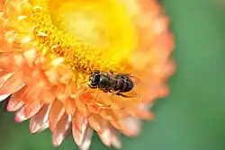 Abeille anthophila non identifiée et fleur de  Xerochrysum bracteatum