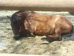 Cheval couché vu de profil.