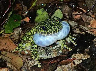 Description de l'image アマミイシカワガエル.jpg.