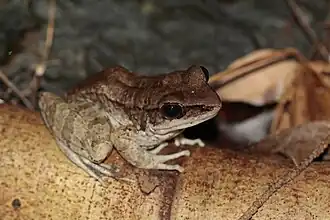 Description de l'image オオハナサキガエル 石垣島産.jpg.