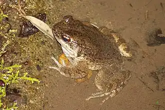 Description de l'image オットンガエル.jpg.