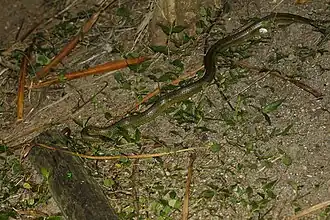 Description de l'image サキシマアオヘビ.jpg.