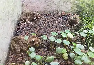 Description de l'image サドガエル.jpg.