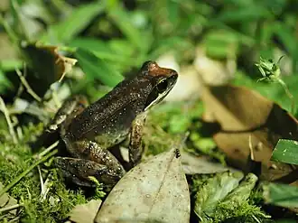 Description de l'image ツシマアカガエル Rana tsushimensis.jpg.