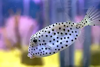 Ostracion rhinorhynchos