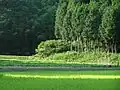 Forêt de cyprès au Japon