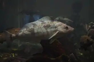 Pleurogrammus azonus.