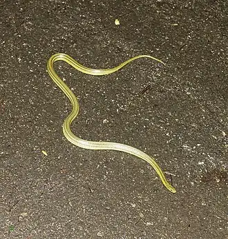 Description de l'image リュウキュウアオヘビ 2.jpg.