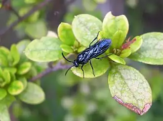 Description de l'image ルリチュウレンジ　050913.jpg.