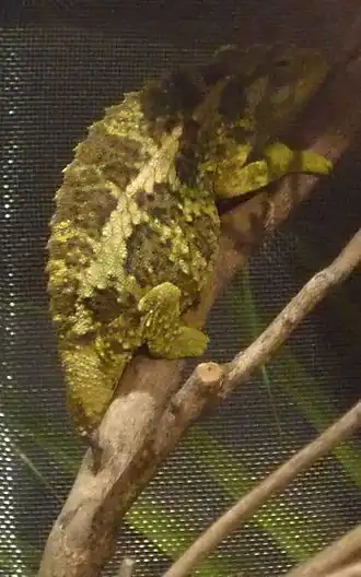 Description de l'image ワーナーカメレオン.jpg.