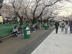 Photo couleur de l'allée d'un parc, bordée de cerisiers en fleurs, sous un ciel blanc laiteux. Des visiteurs sont visibles, assis ou marchant.