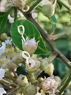 Fleurs juste entrouvertes