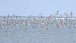 Photographie d'un groupe d'une centaine de Pluviers argentés en vol, au-dessus de la mer.
