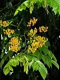 Pterocarpus indicus, feuilles et fleurs.