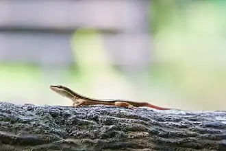 Description de l'image 古氏草蜥 Takydromus kuehnei - panoramio.jpg.