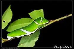 Chenille, vue de côtés