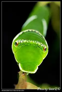 Chenille vue de face, ressemblant à un serpent