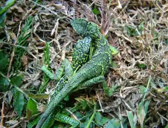 Description de l'image 呂氏攀蜥(左雄右雌).png.