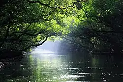 Une allée d'eau calme. Des arbres forment un tunnel au dessus d'elle.