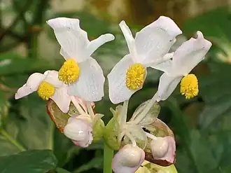 Description de l'image 奇異秋海棠-雄花 Begonia miranda -昆明金殿植物園 Kunming YuanLin Botanic Gardens, China- (19415252080).jpg.