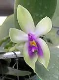 Phalaenopsis bellina