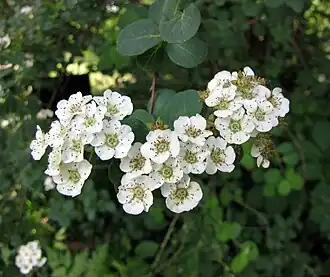 Description de l'image 日本繡線菊 Spiraea nipponica -維也納大學植物園 Vienna University Botanical Garden- (27515386273).jpg.