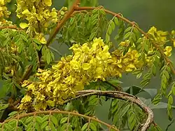 Caesalpinia vernalis.