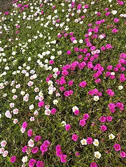 Portulaca grandiflora