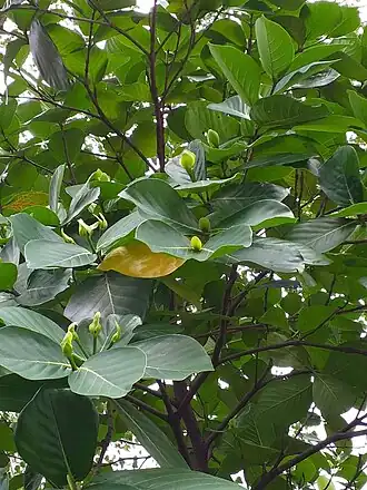 Description de l'image 欖仁舅 Neonauclea truncata, Taichung, Taiwan 20200902082709 04.jpg.