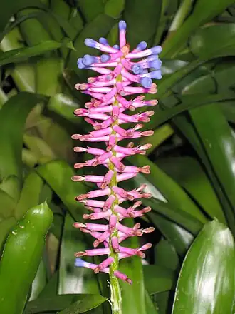 Description de l'image 水塔花屬 Billbergia euphemiae -墨爾本 Fitzroy Gardens, Melbourne- (9152017972).jpg.