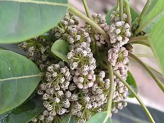 Description de l'image 牛耳楓 Daphniphyllum calycinum -香港青松觀 Tuen Mun, Hong Kong- (9227115971).jpg.