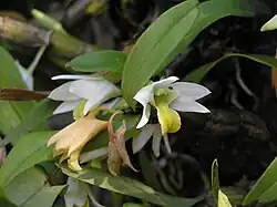 Pholidota articulata