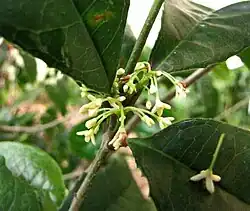 Description de l'image 肉實樹 Sarcosperma laurinum -香港花展 Hong Kong Flower Show- (13219004763).jpg.