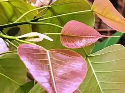Ficus religiosa, the white "stipule" contains a new leaf and a new "stipule".