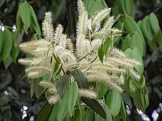 Description de l'image 華南錐(毛葉栲栗) Castanopsis concinna -香港西貢獅子會自然教育中心 Saikung, Hong Kong- (9240262558).jpg.