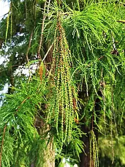 Chatons mâles de Taxodium distichum