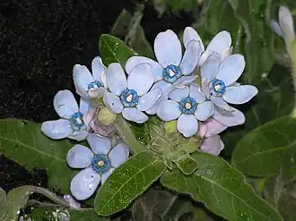 Description de l'image 藍星花 Tweedia caerulea (Oxypetalum caeruleum) -香港花展 Hong Kong Flower Show- (9198169265).jpg.